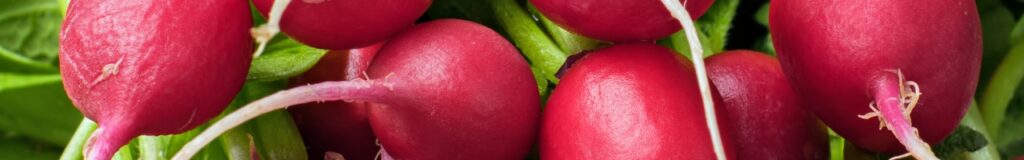 Quali verdure sono consentite nella dieta chetogenica, ravanelli
