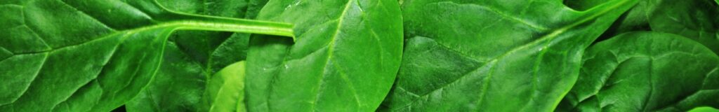 Quali verdure sono consentite nella dieta chetogenica, spinaci